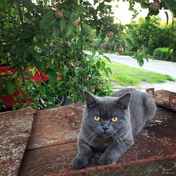 В лигу Котиков | Пикабу