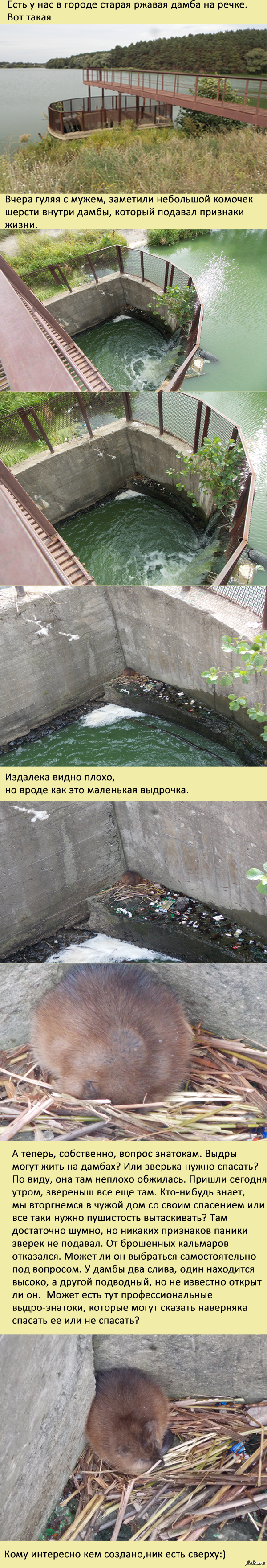 Спасать или не спасать