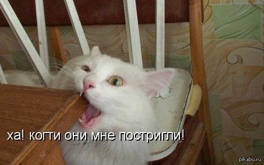 Наивные людишки | Пикабу