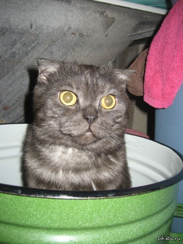 Мой пушистый засранец)