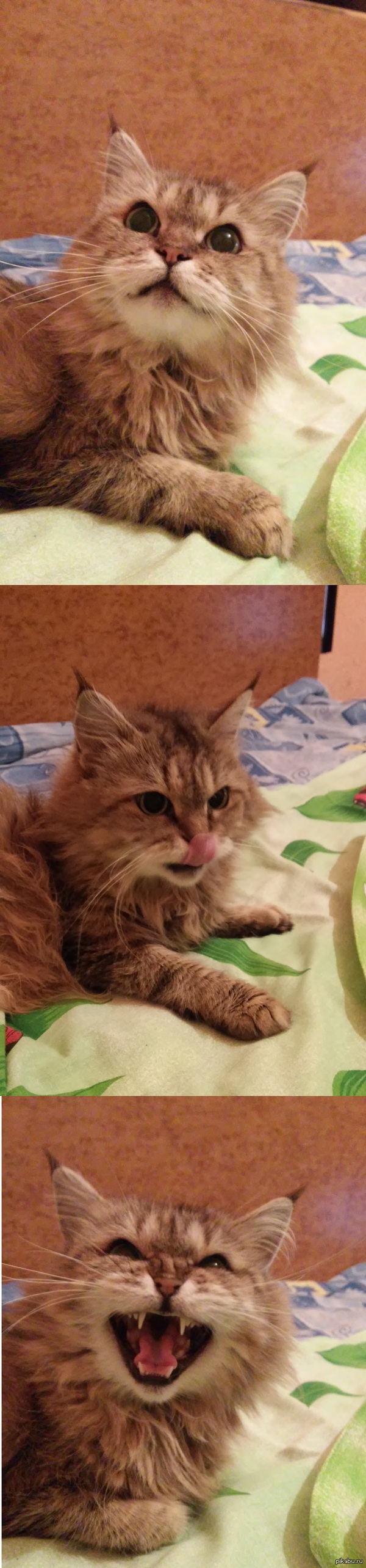 Серийная съёмка рыси)