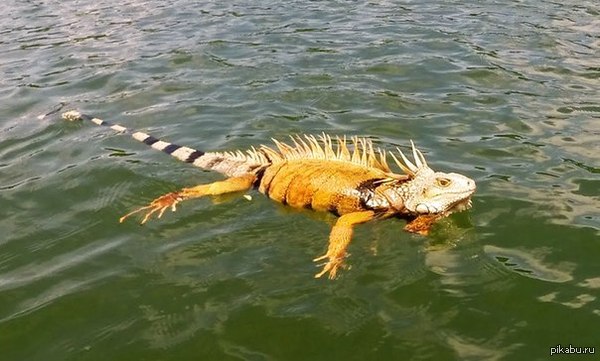 Нашел этого парня