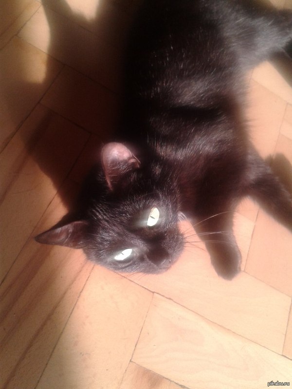 Знакомьтесь, это Редиска.