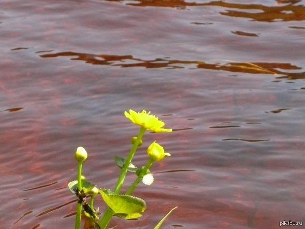    ,   ,        .  ,  .