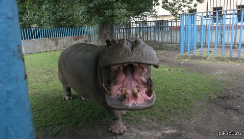 Символ калининградского зоопарка 1 из 4 животных
