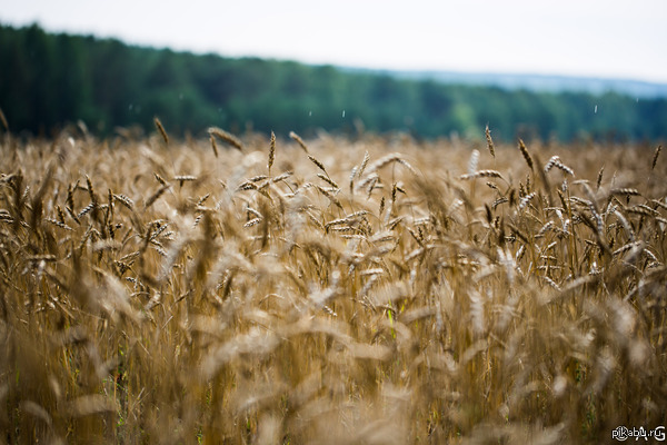      ,       ...       ...2