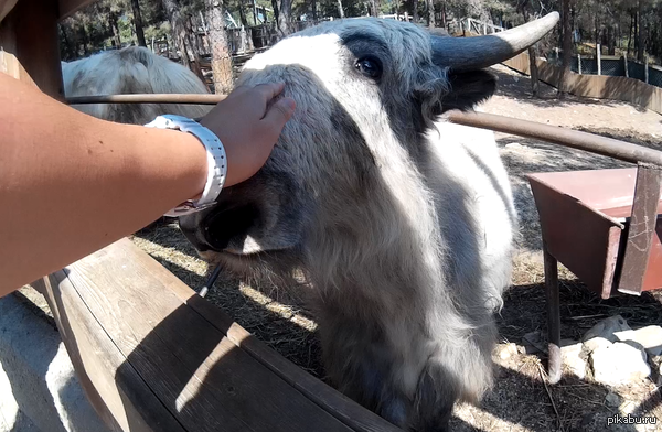 Вот такой милаха повстречался мне сегодня в сафари-парке