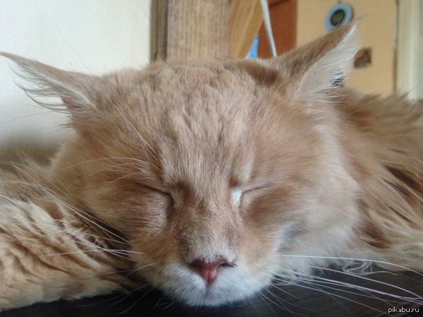 ��� ������ ���������