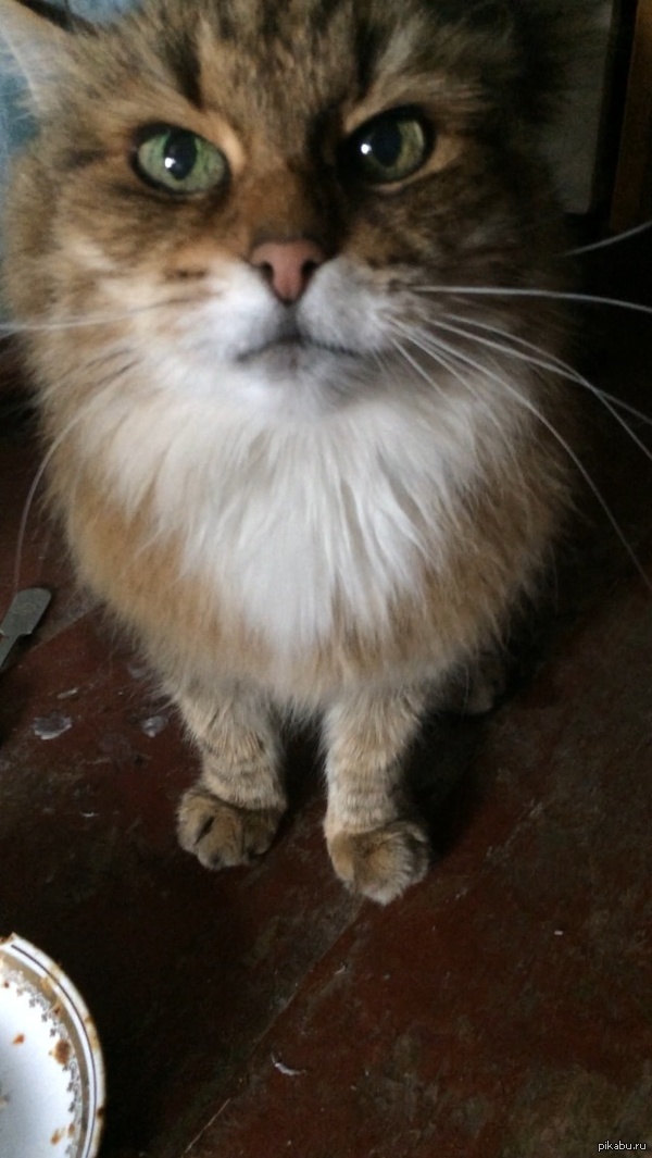 ��� �������