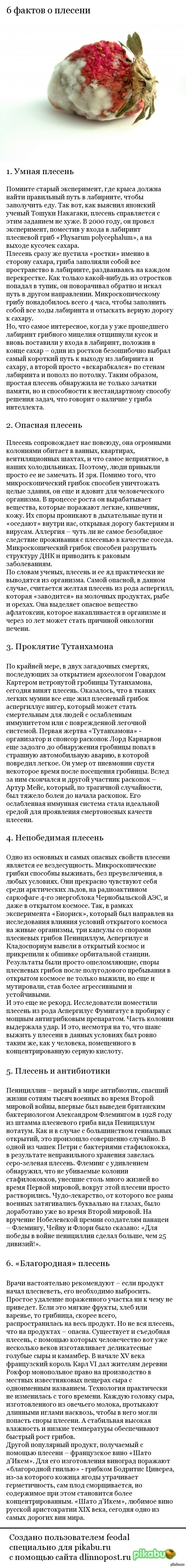 Некоторые факты о плесени | Пикабу
