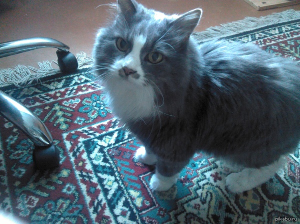 Был тут старый кот, вот еще один