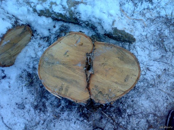 Just a cut of a birch - NSFW, My, Firewood, Birch