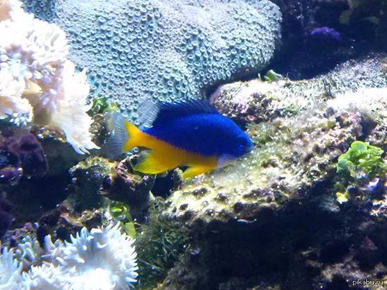 ����������� ���������