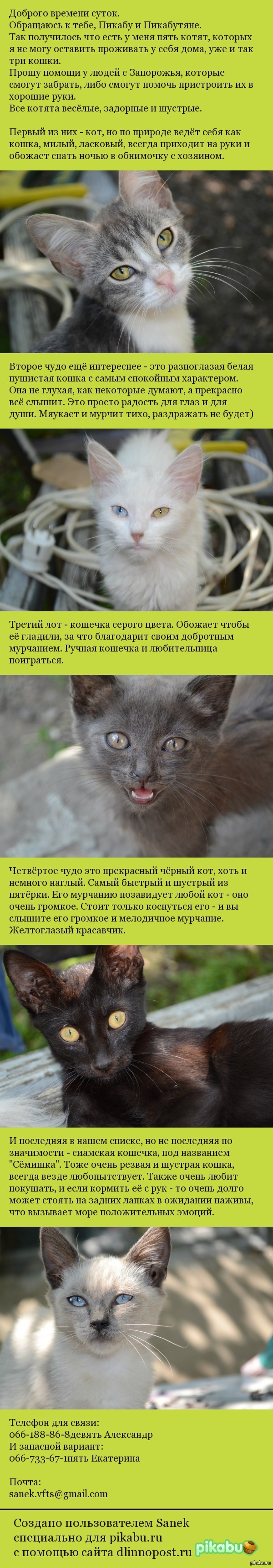 Котята ищут дом. Запорожье. | Пикабу