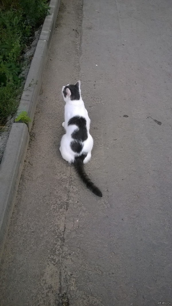 Просто кот с вопросом)