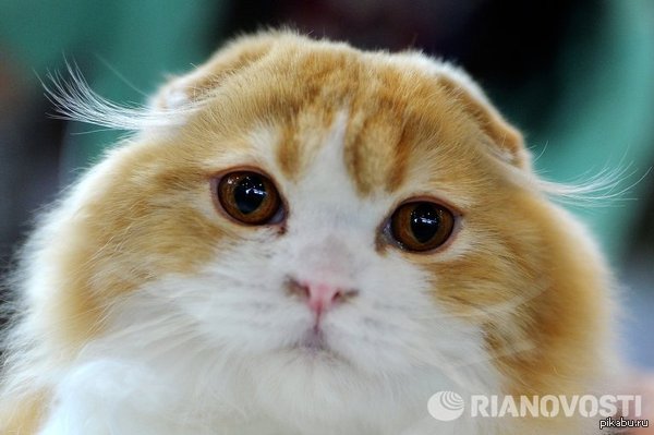 Пожалуйста подскажите как послать деньги родственникам в Горловку