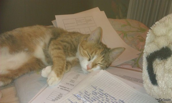 Делаем дипломную.