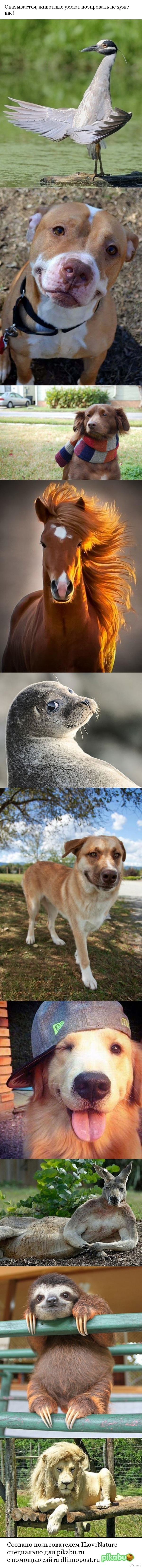 Умеют позировать.