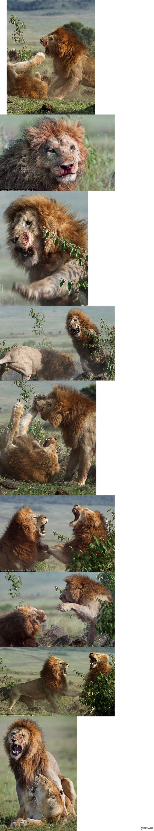 Так, львячие разборки