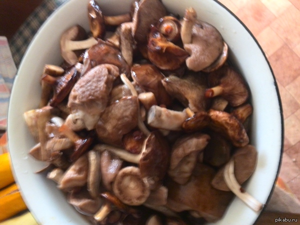 Сходил в лес