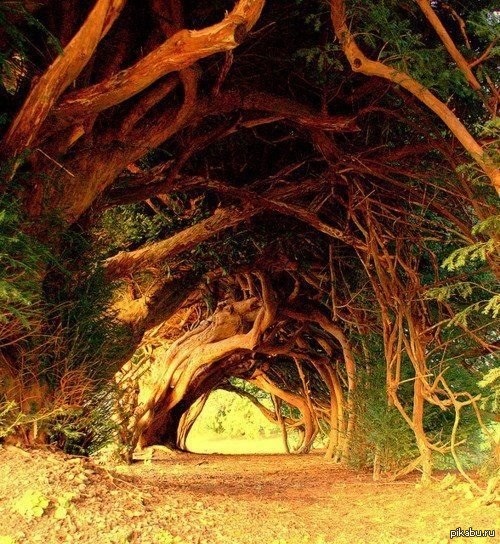 1000-летние Тисы, Западный Уэльс, Великобритания.