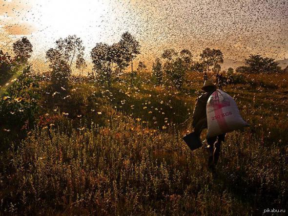 Гибель урожая