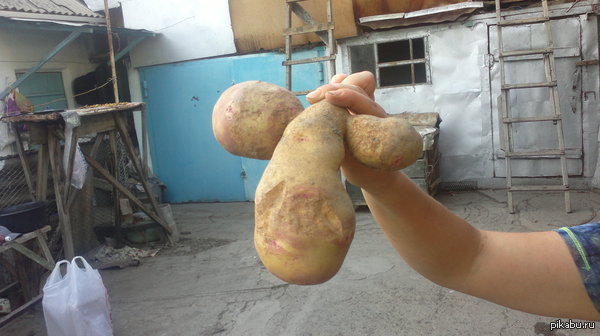 Картошка по Фрейду