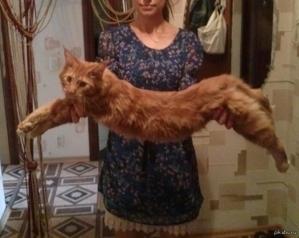 ������ ��� 5 �������� ���� ������)