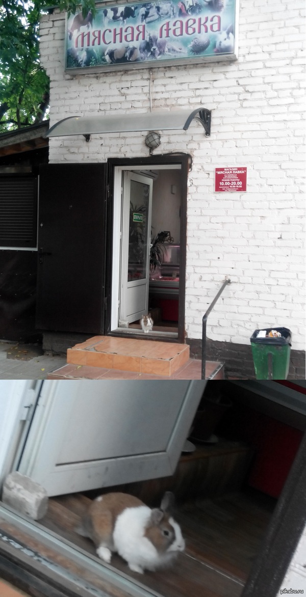 Шел за шашлыком и тут...