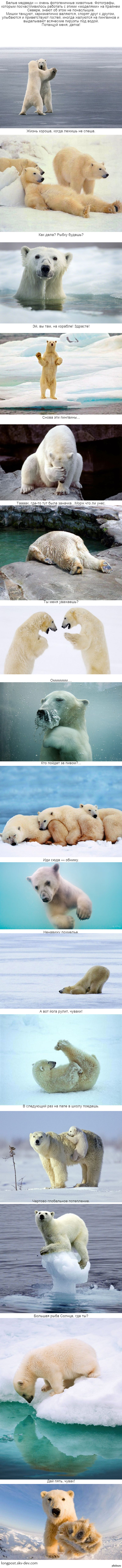 White bears) - Longpost, The photo, Polar bear