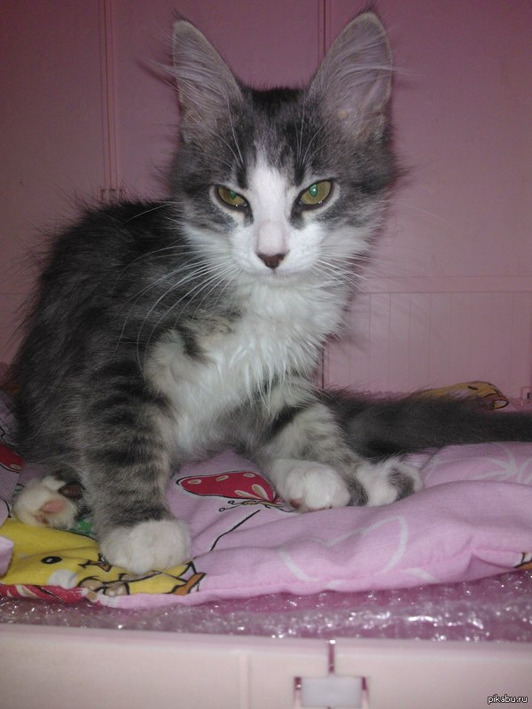 Когда разбудили с похмелья.