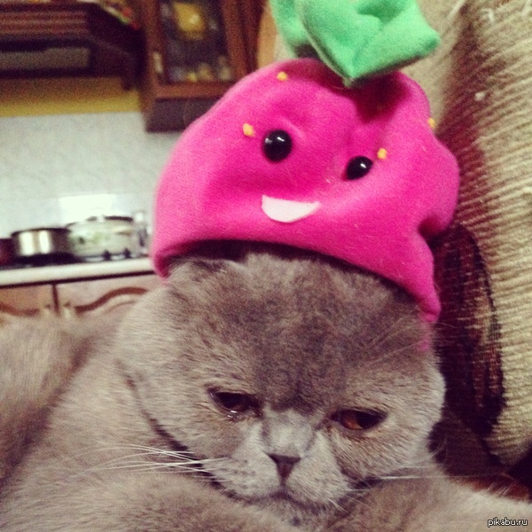 Sad Strawberry Cat! - cat, Pets, Grey