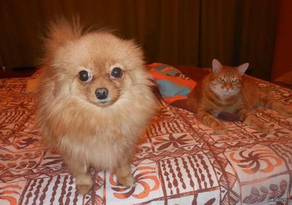 Вот вам моя живность.