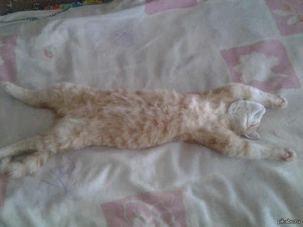 ���������)