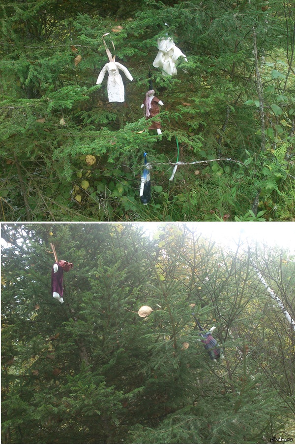 Сходили за грибами