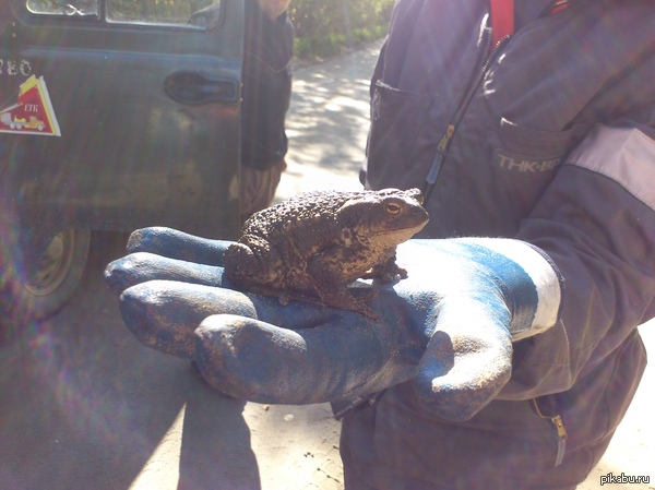 ������ �����