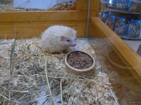 ����� ����