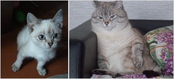 ��� �������.