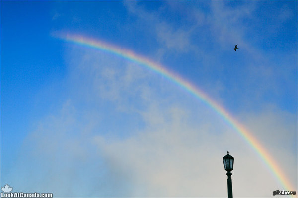 Rainbow | Пикабу