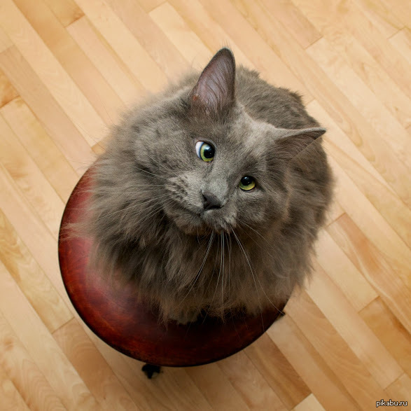 Котик даун