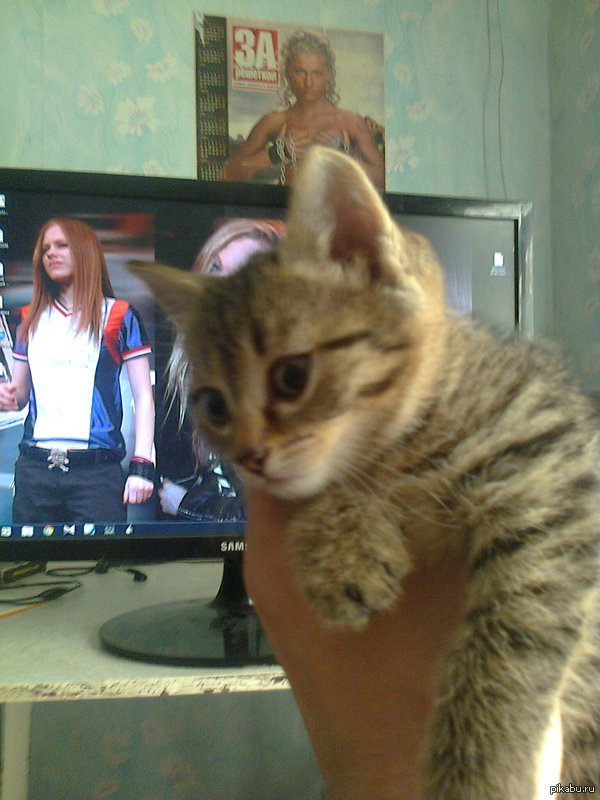 ����� �������