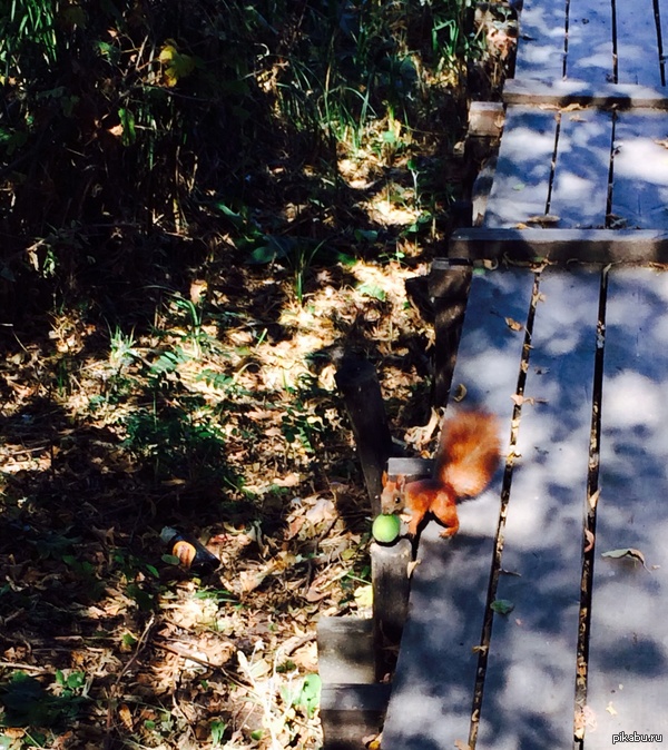 ����� ���������