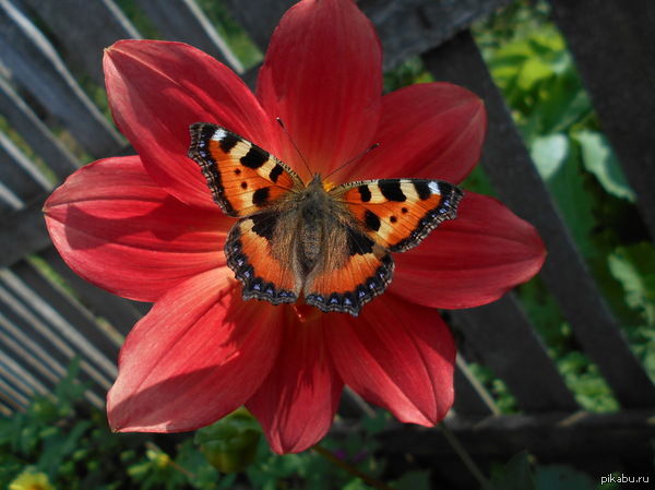 Просто бабочка на цветке :)