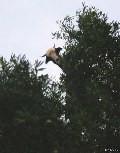 "Ну, предположим, чирик-чирик"