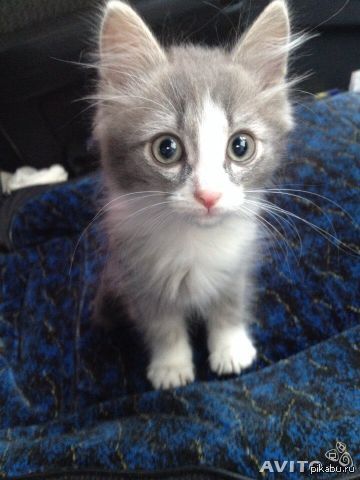 ������ ����� �  ������-������� 4���-24���. ��� ����������, ��� ��� �������� �� ����� �������� � �������. � ���� ��������� ����������� �����.