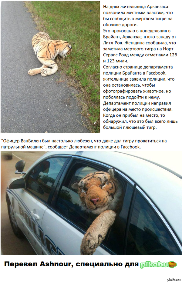 ����� ������� ����������