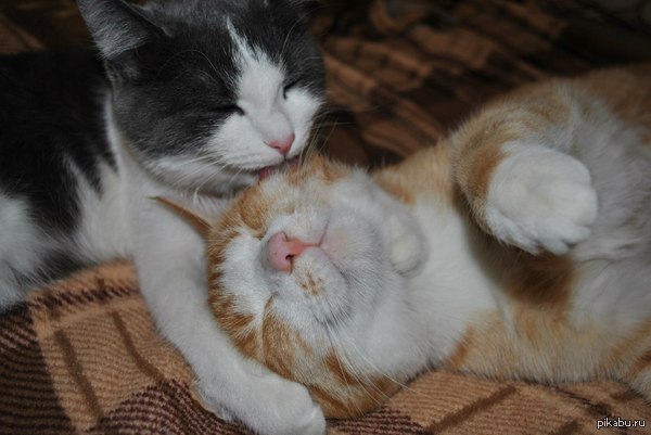 ������� ��������