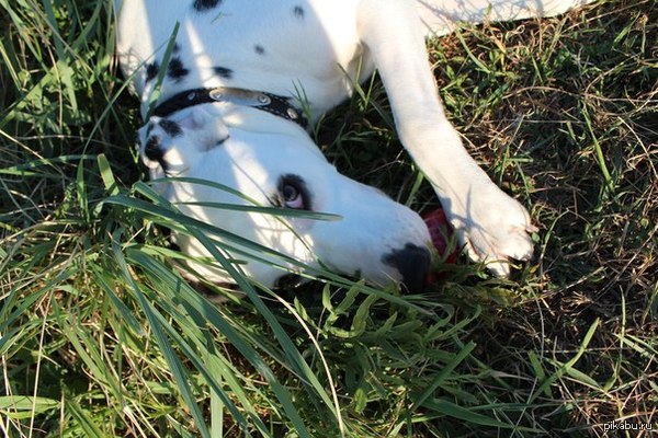 Очередная минутка мимимишности