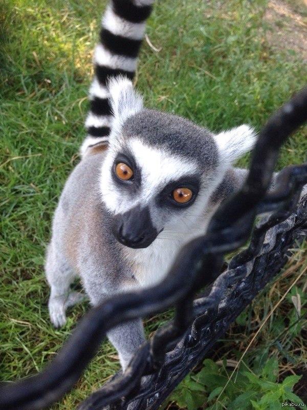 King Julian - My, Taigan Lions Park, Crimea, Feodosia, Summer, Lemur, King Julian