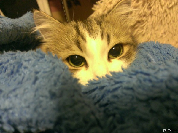 Дайте же уже отопление! Котейка мерзнет!